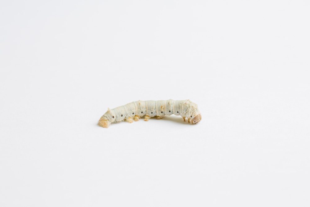 Silkworm, Large