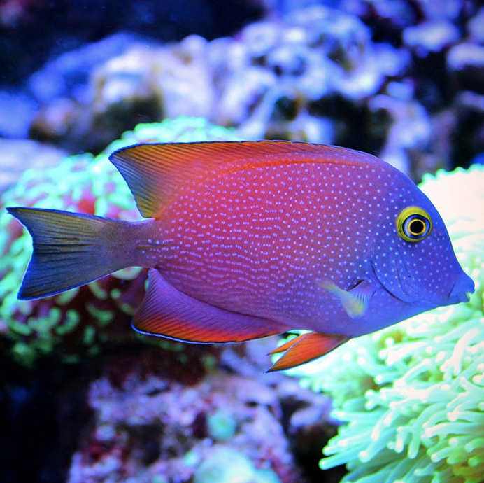 Silver Spot Tang