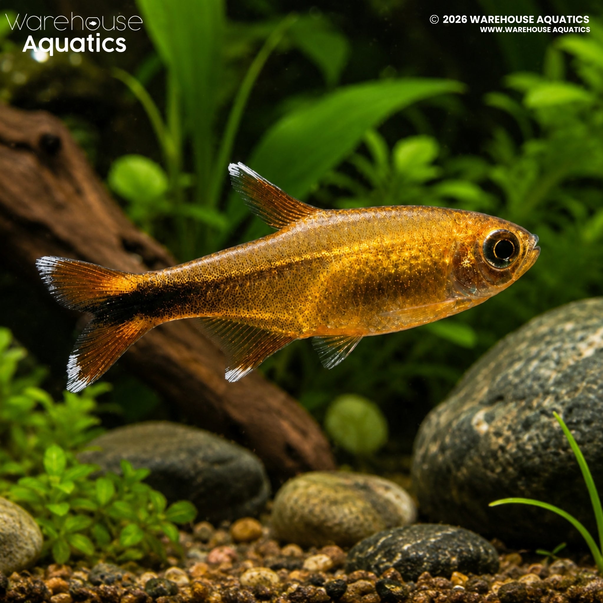 Silvertip Tetra - Hasemania Nana