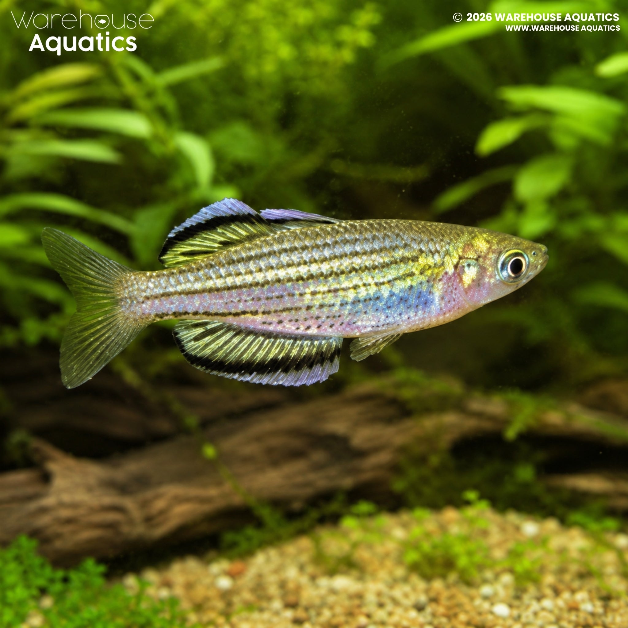 Skull Creek Rainbowfish - Melanotaenia sahulensis "Moa Island"