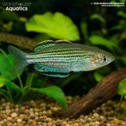 Skull Creek Rainbowfish - Melanotaenia sahulensis "Moa Island"