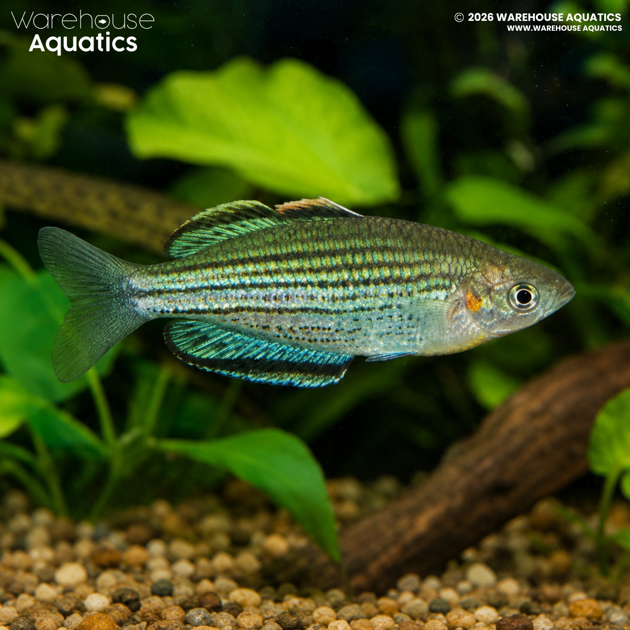Skull Creek Rainbowfish - Melanotaenia sahulensis "Moa Island"