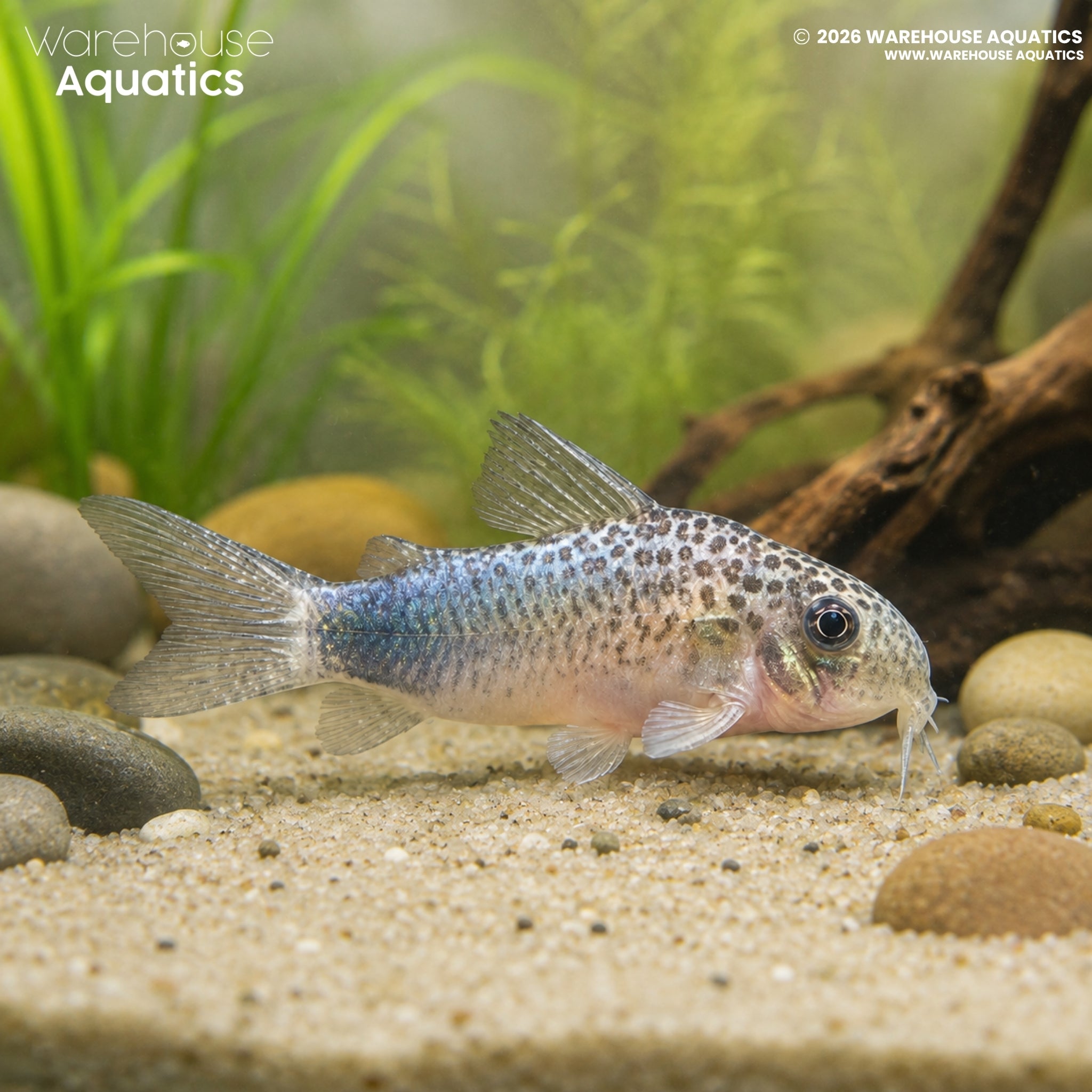 Smudge Spot Cory – Hoplisoma simile