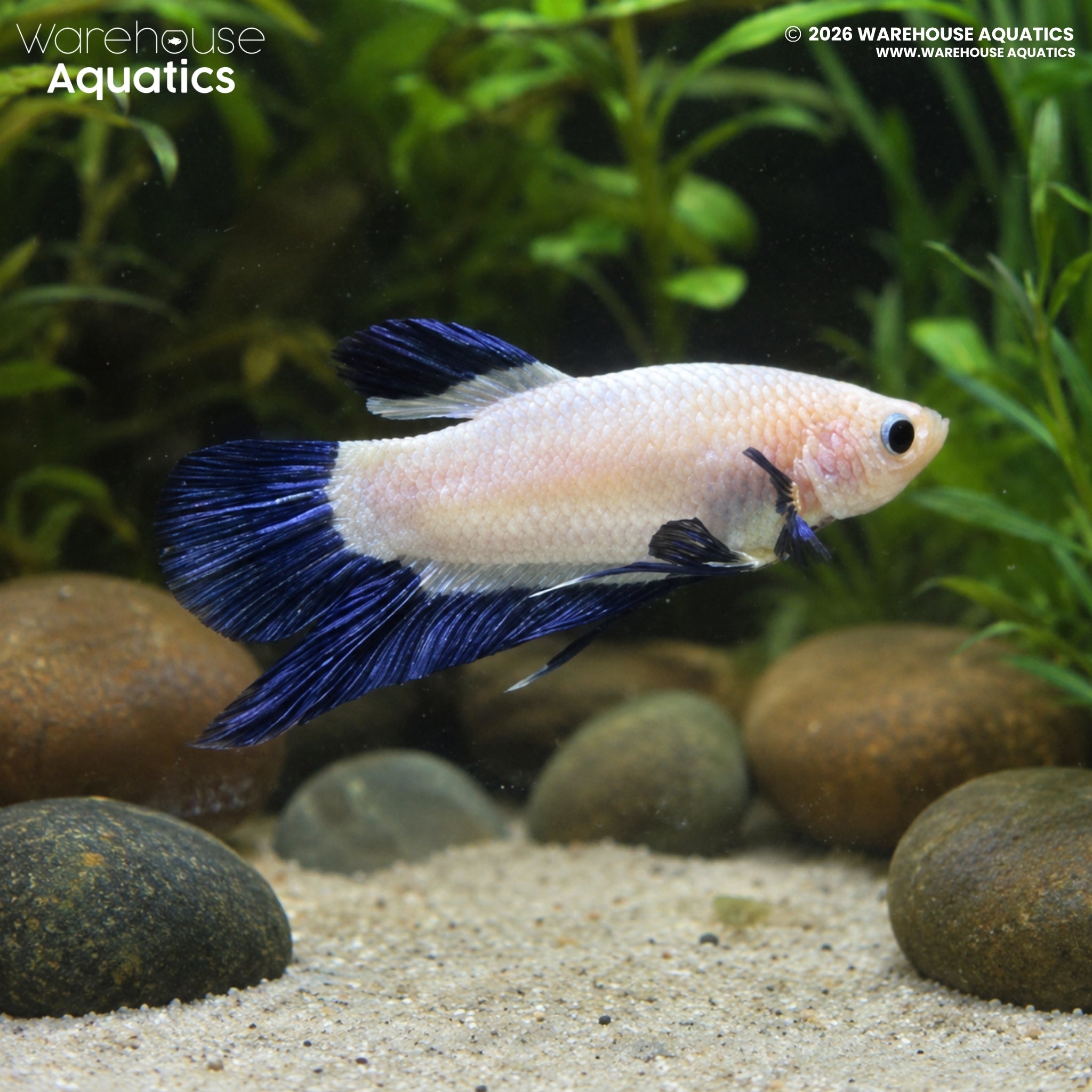 Snow Bluefin Plakat Betta - Betta splendens #3