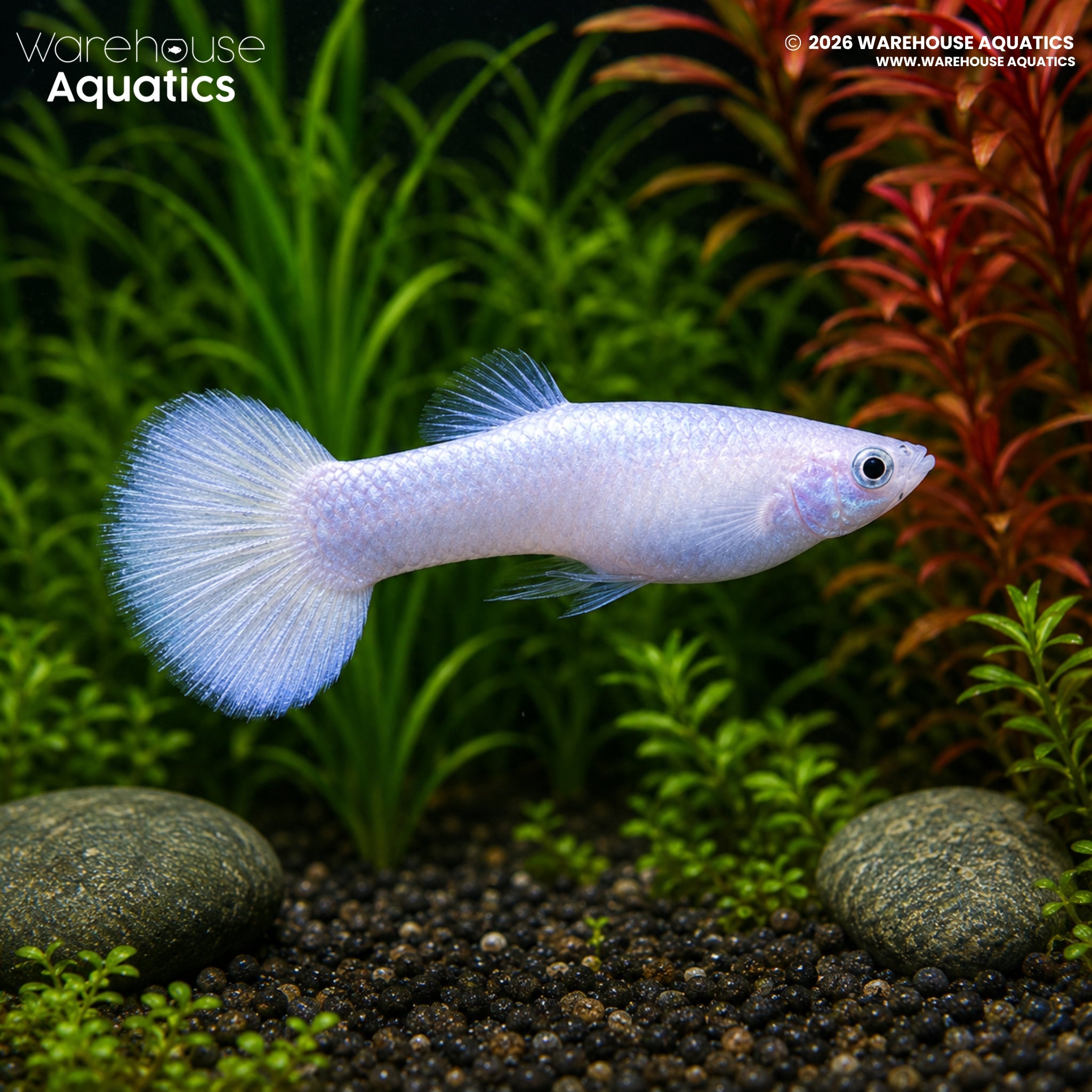 Snow White Guppy – Poecilia reticulata