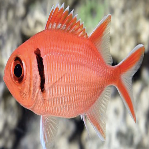 Soldier Fish - Aqua Group