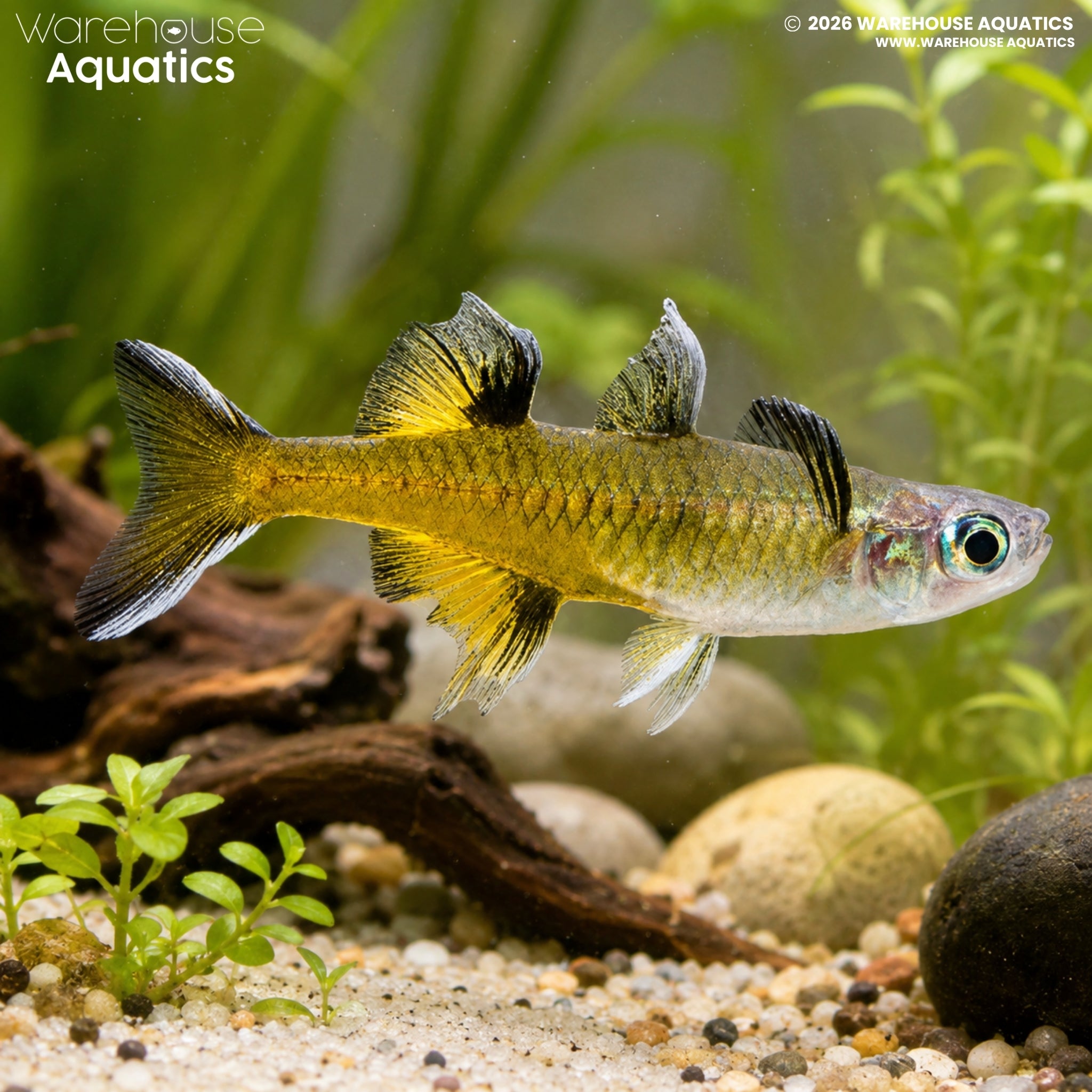 Southern Blue Eye Rainbow - Pseudomugil signifer