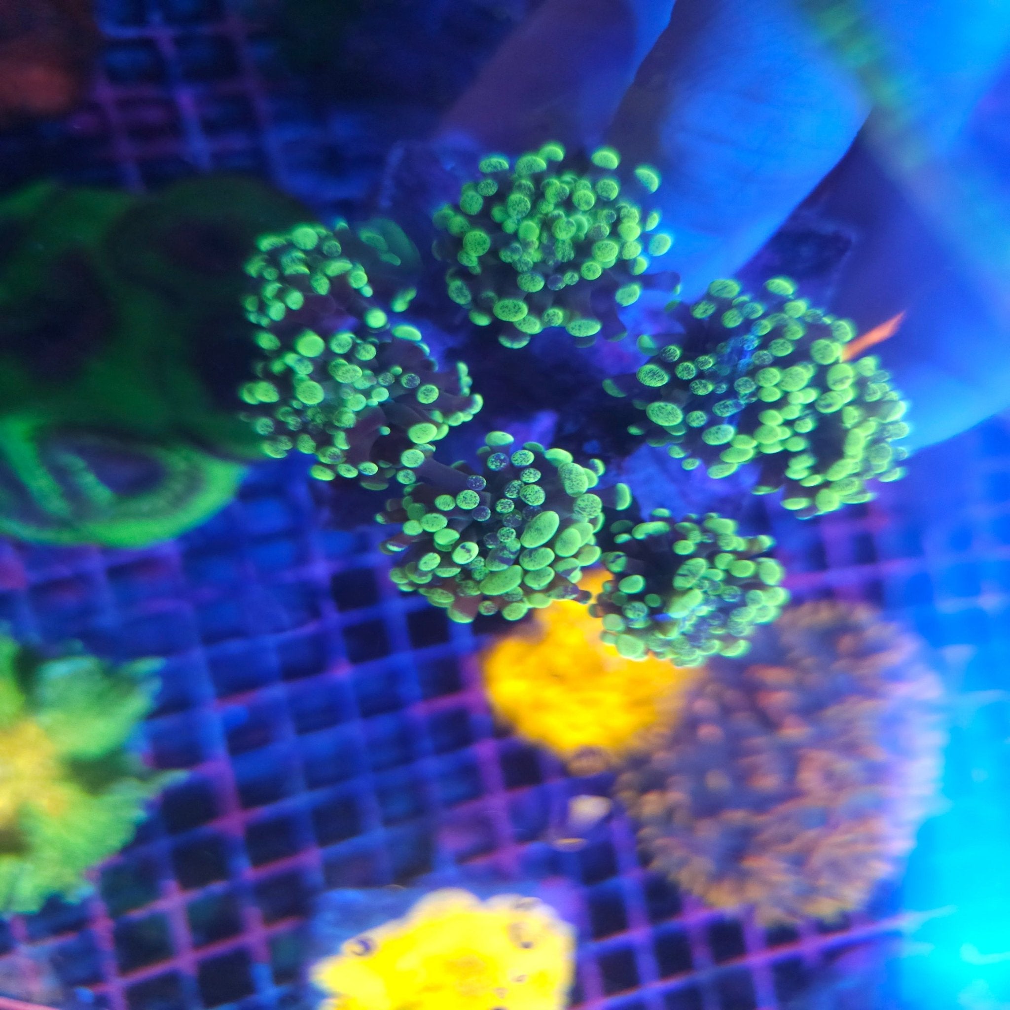 Splatter Branching Hammer