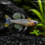 Spotted Blue-Eye Rainbowfish - Pseudomugil gertrudae "Aru IV"