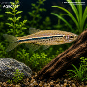 Spotted Danio - Danio nigrofasciatus