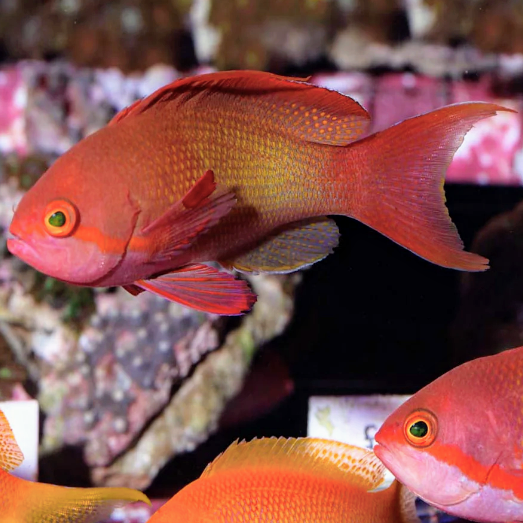 Squamipinnis Anthias Male