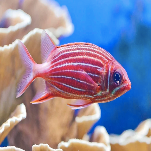 Squirrel Fish - Striped - Aqua Group