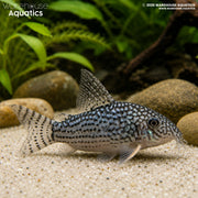 Sterbai Cory - Hoplisoma sterbai