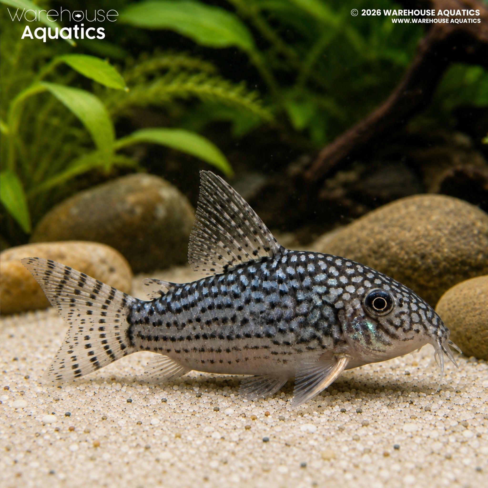 Sterbai Cory - Hoplisoma sterbai