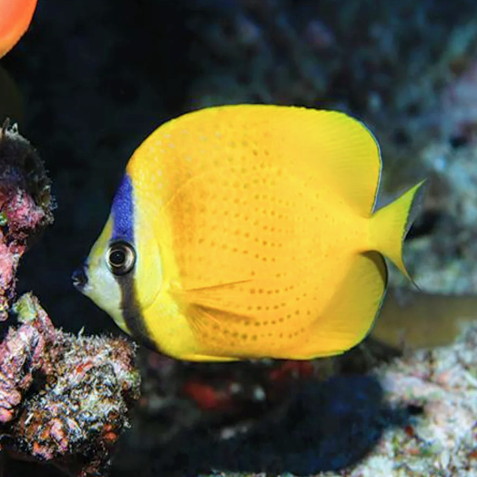 Sunburst Butterfly - West Ind Ocean - Aqua Group
