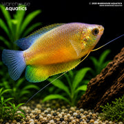 Sunset Gourami - Trichogaster Labiosa