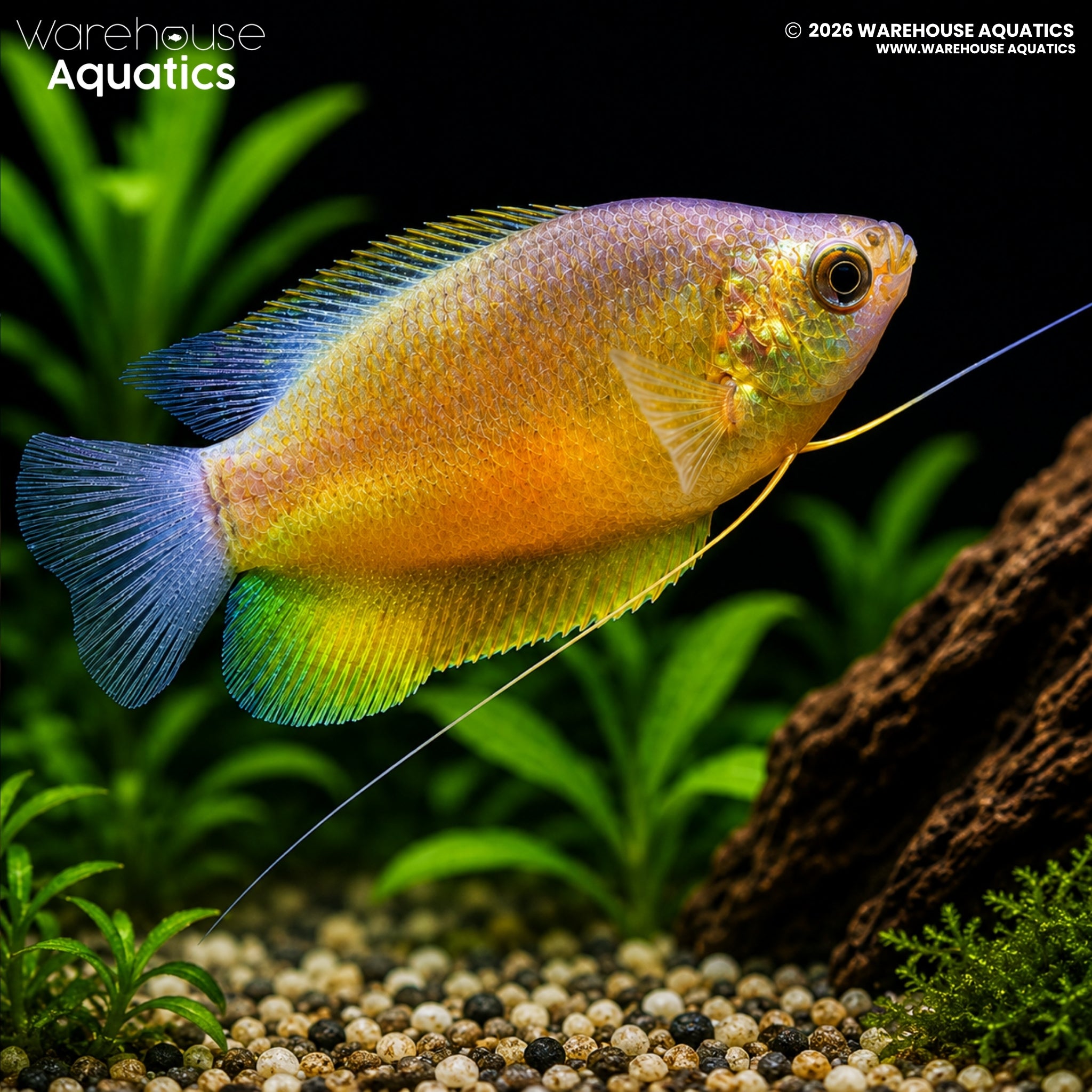 Sunset Gourami - Trichogaster Labiosa