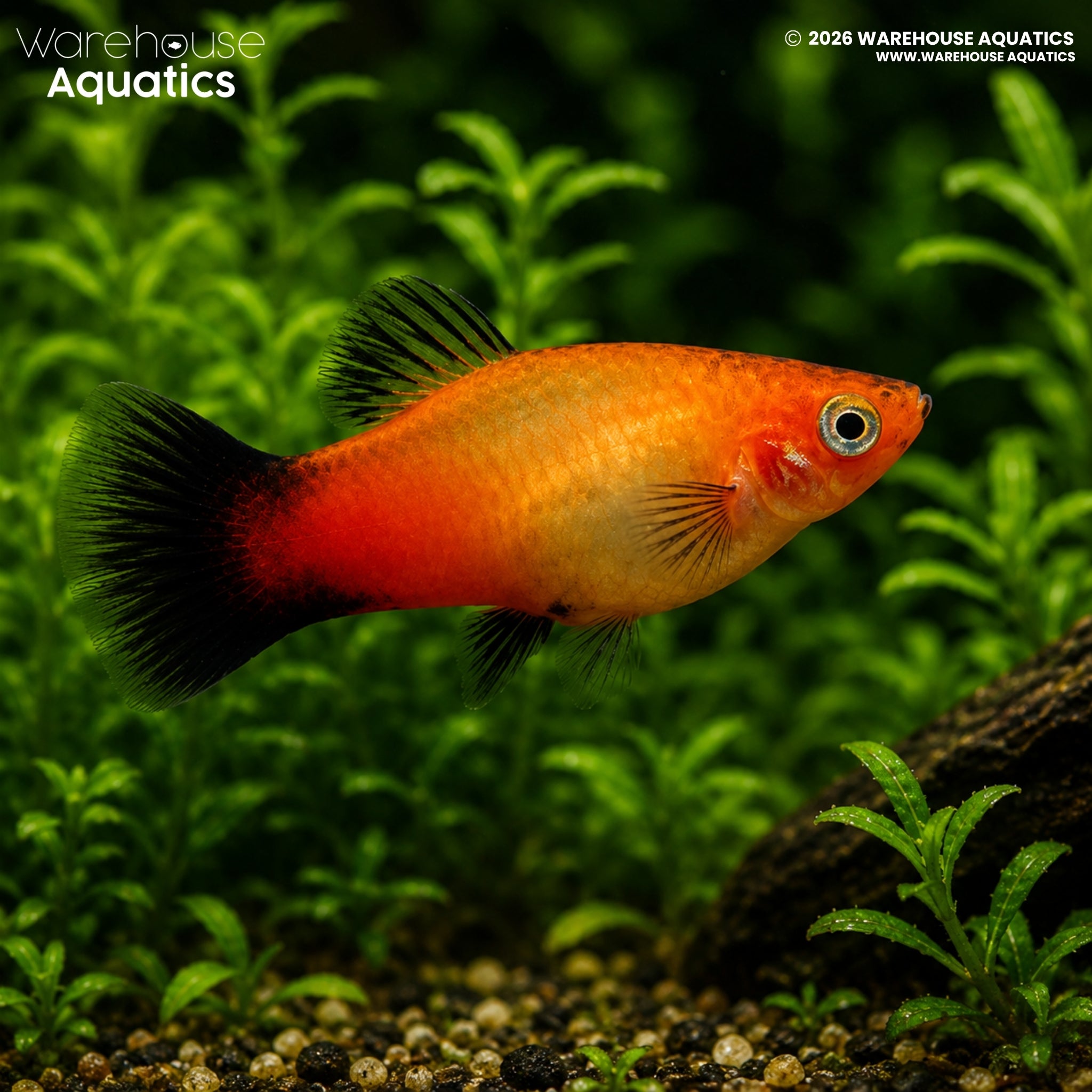 Sunset Wagtail Platy - Xiphophorus maculatus