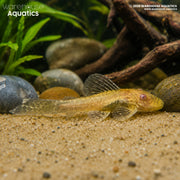 Sunshine Bristlenose - Ancistrus temminckii