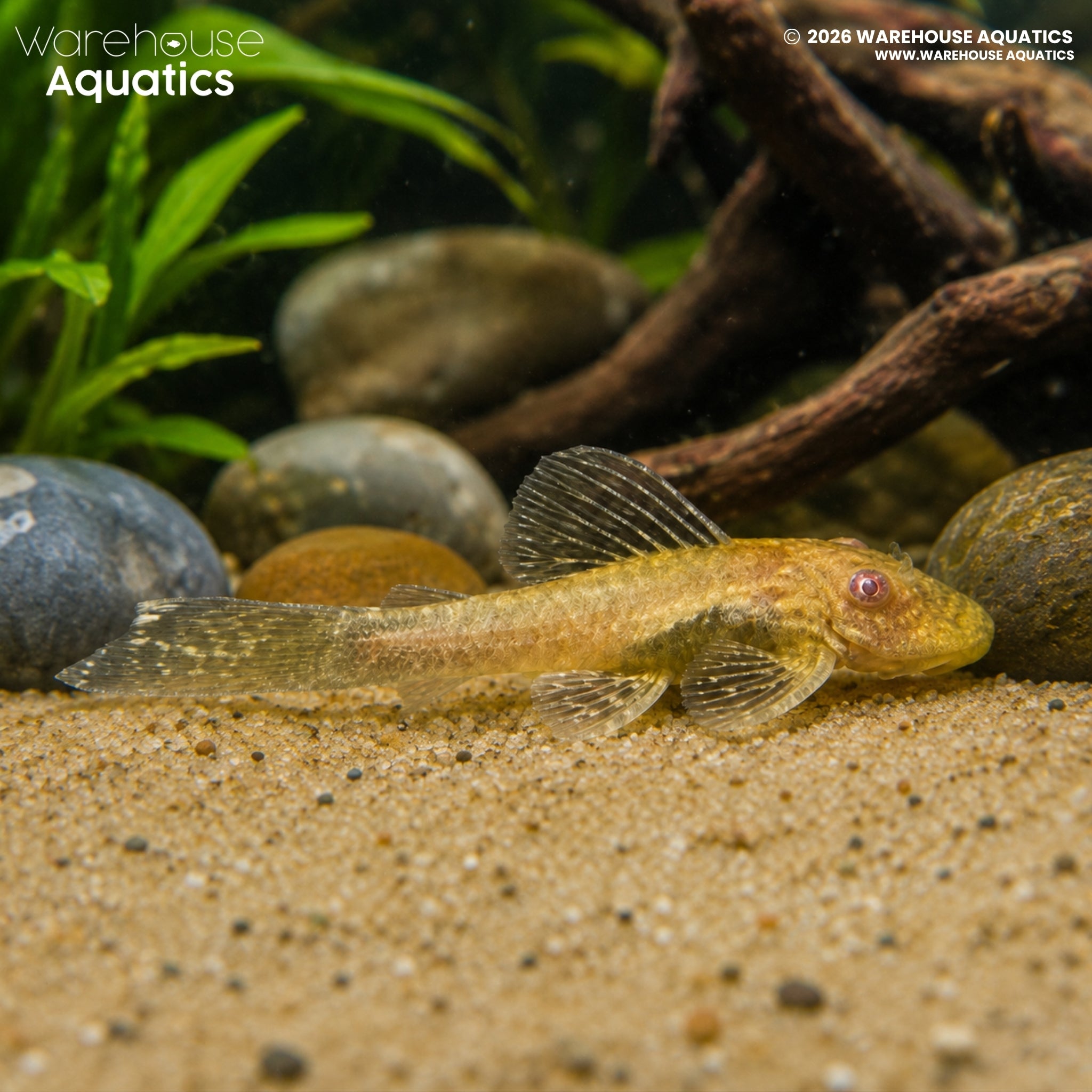 Sunshine Bristlenose - Ancistrus temminckii