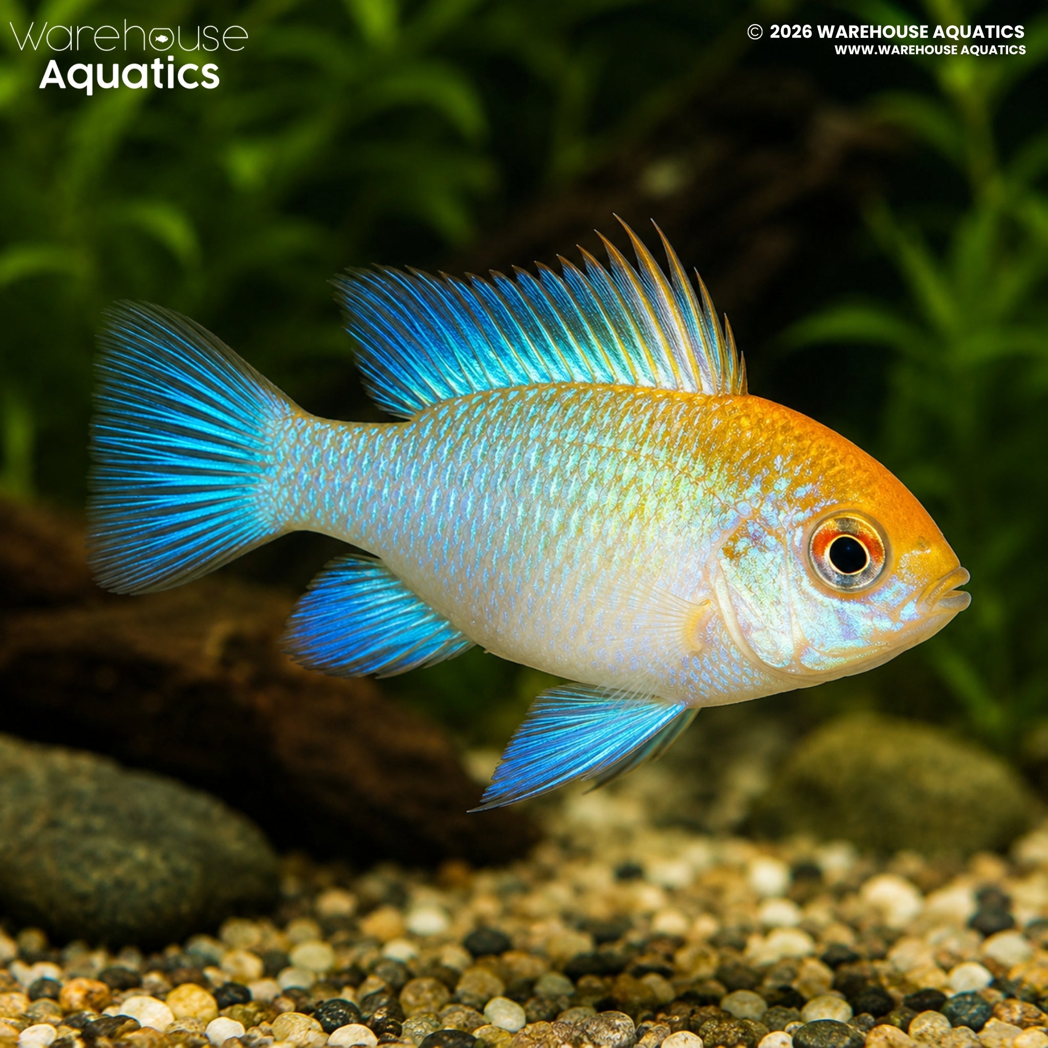 Super Neon Blue German Gold Ram - Mikrogeophagus ramirezi