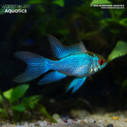 Super Neon Blue German Longfin Ram - Mikrogeophagus ramirezi
