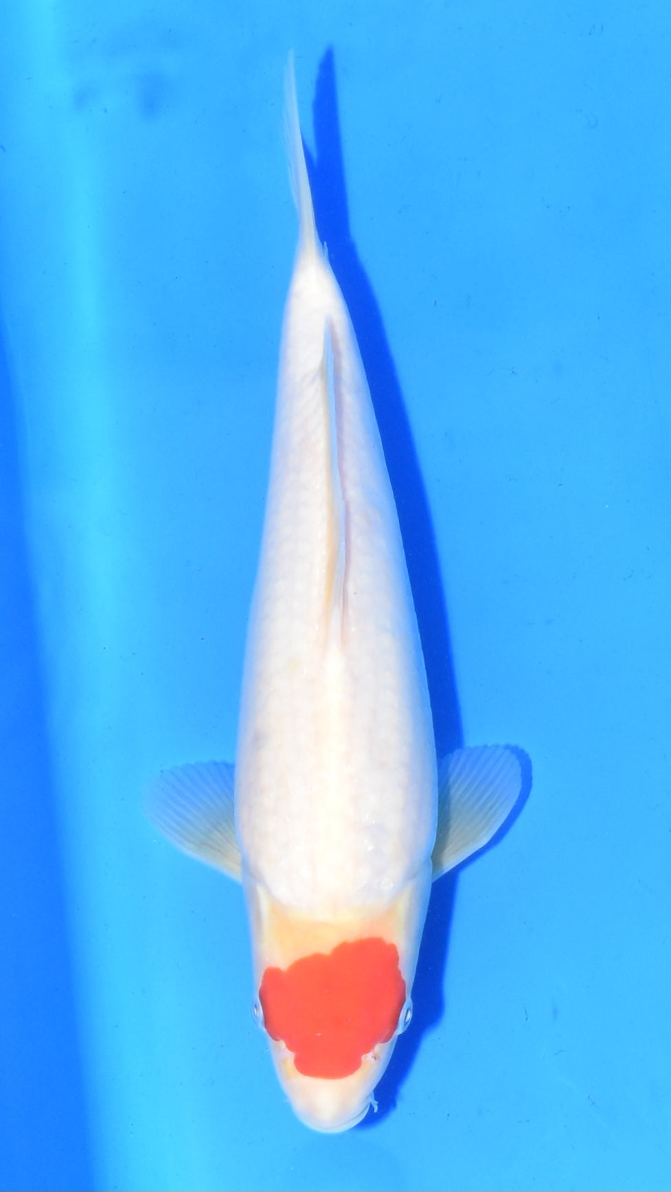 Tancho Kohaku - Beppu - Jumbo Tosai