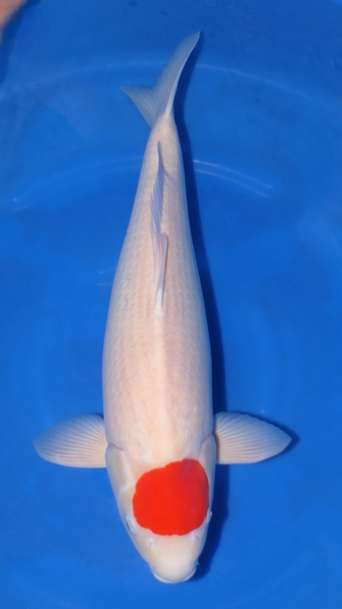 Tancho Kohaku - Beppu - Nisai