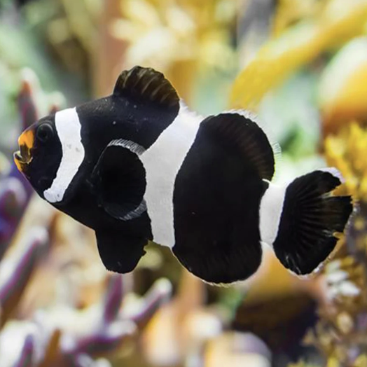 Tank Bred Clown - Black & White - Aqua Group