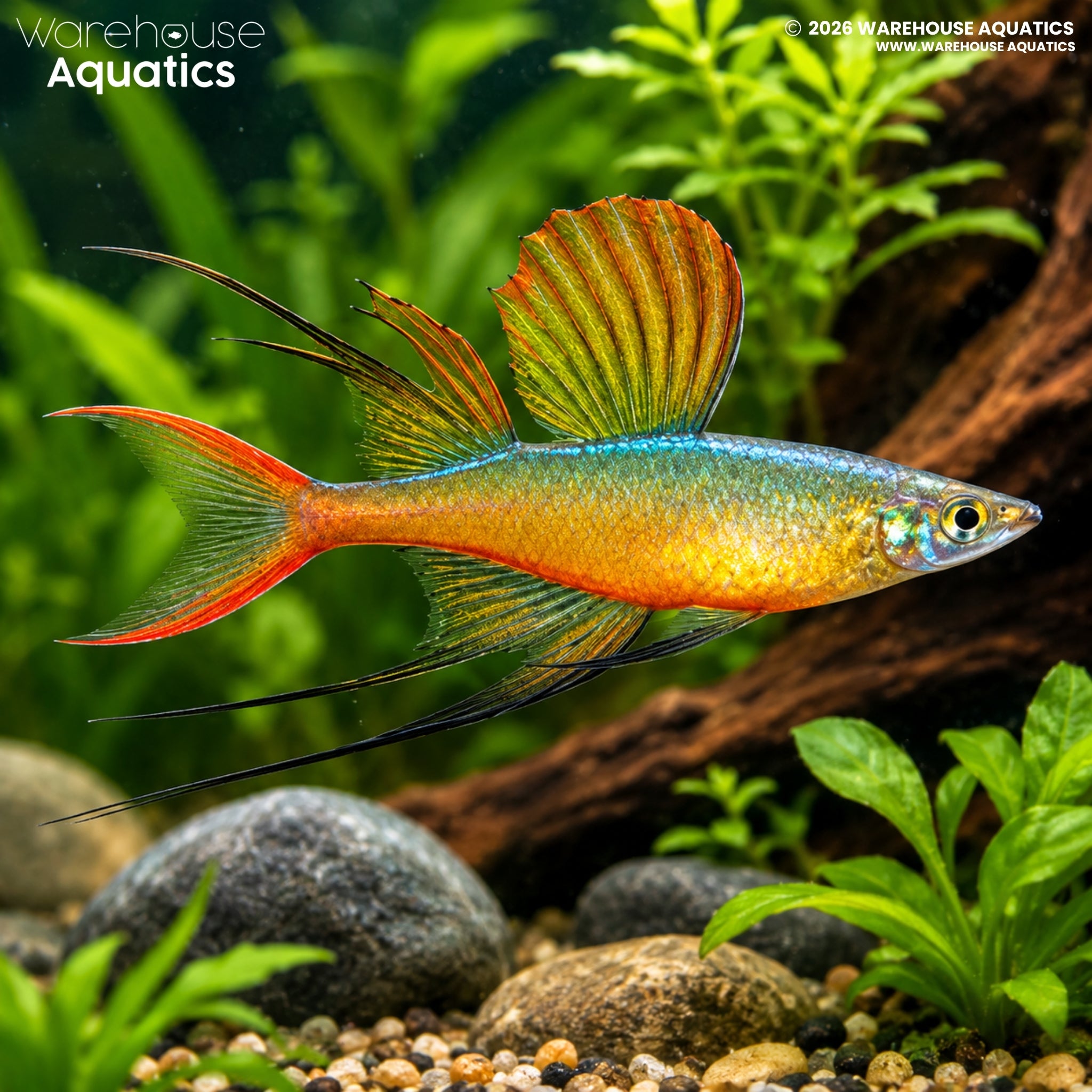 Threadfin Rainbowfish - Iriatherina werneri