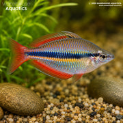 Three Stripe Rainbowfish - Melanotaenia trifasciata "Blyth River"