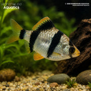 Tiger Barb - Capoeta tetrazona
