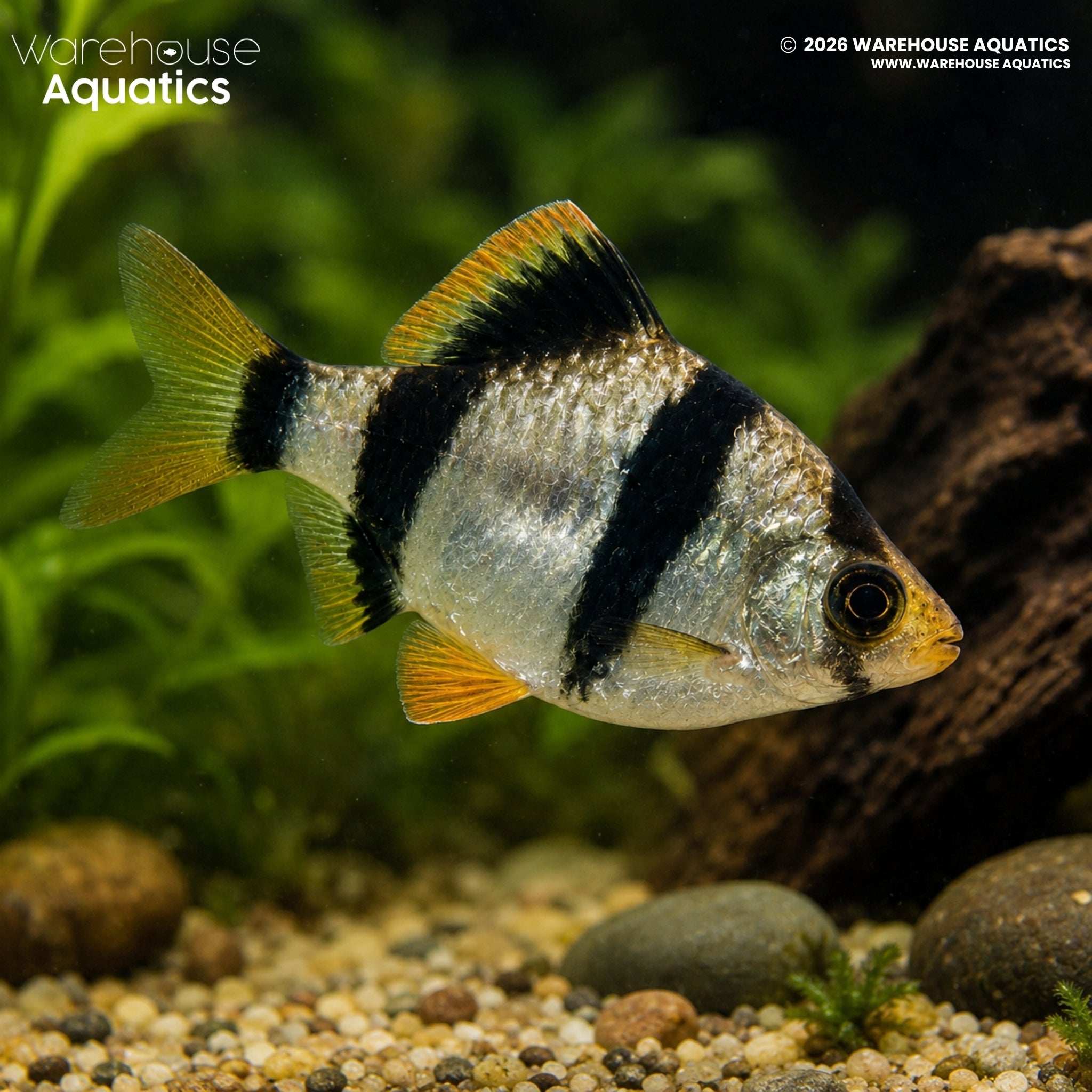 Tiger Barb - Capoeta tetrazona