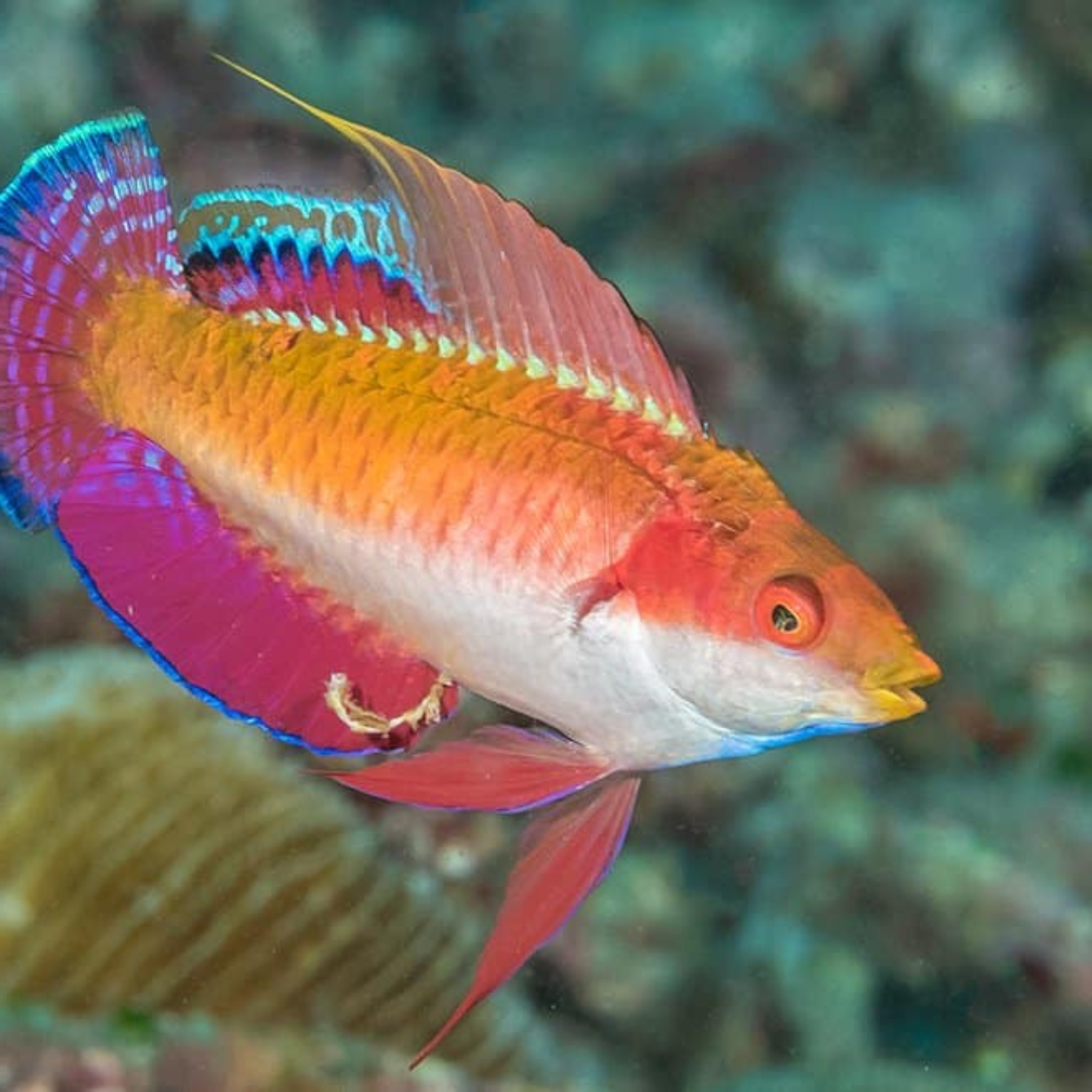Tono's Fairy Wrasse