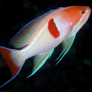 Tri Colour Anthias