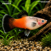 Tricolour Hifin Platy - Xiphophorus maculatus