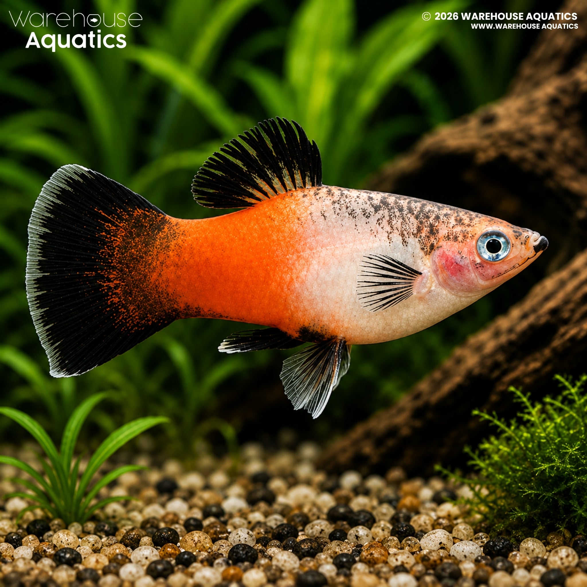 Tricolour Hifin Platy - Xiphophorus maculatus