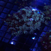 Tubiopora Green