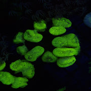 Ultra Green Candycanes