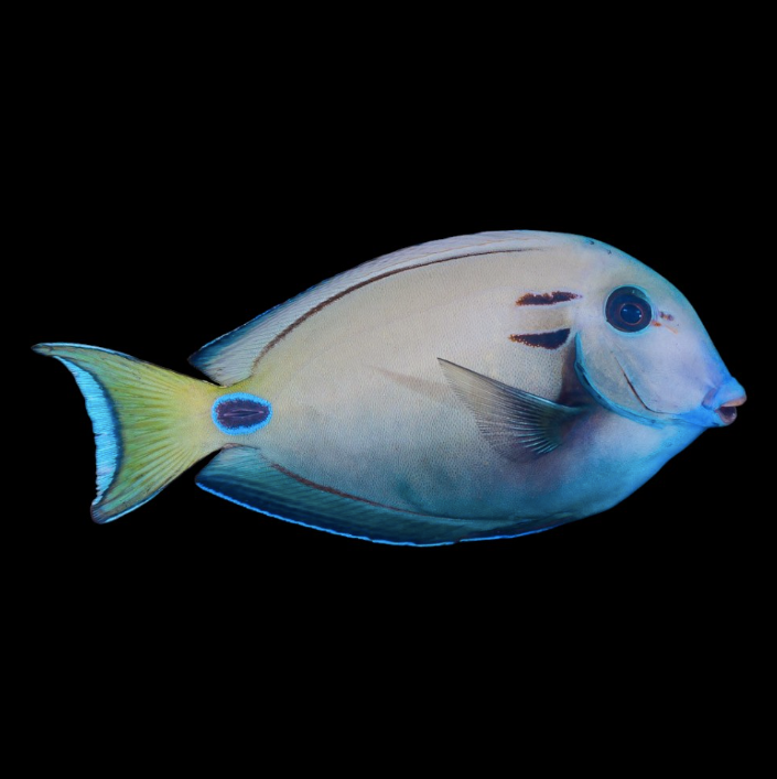 Vampire Tang