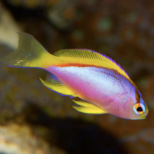 Ventralis Anthias - Aqua Group