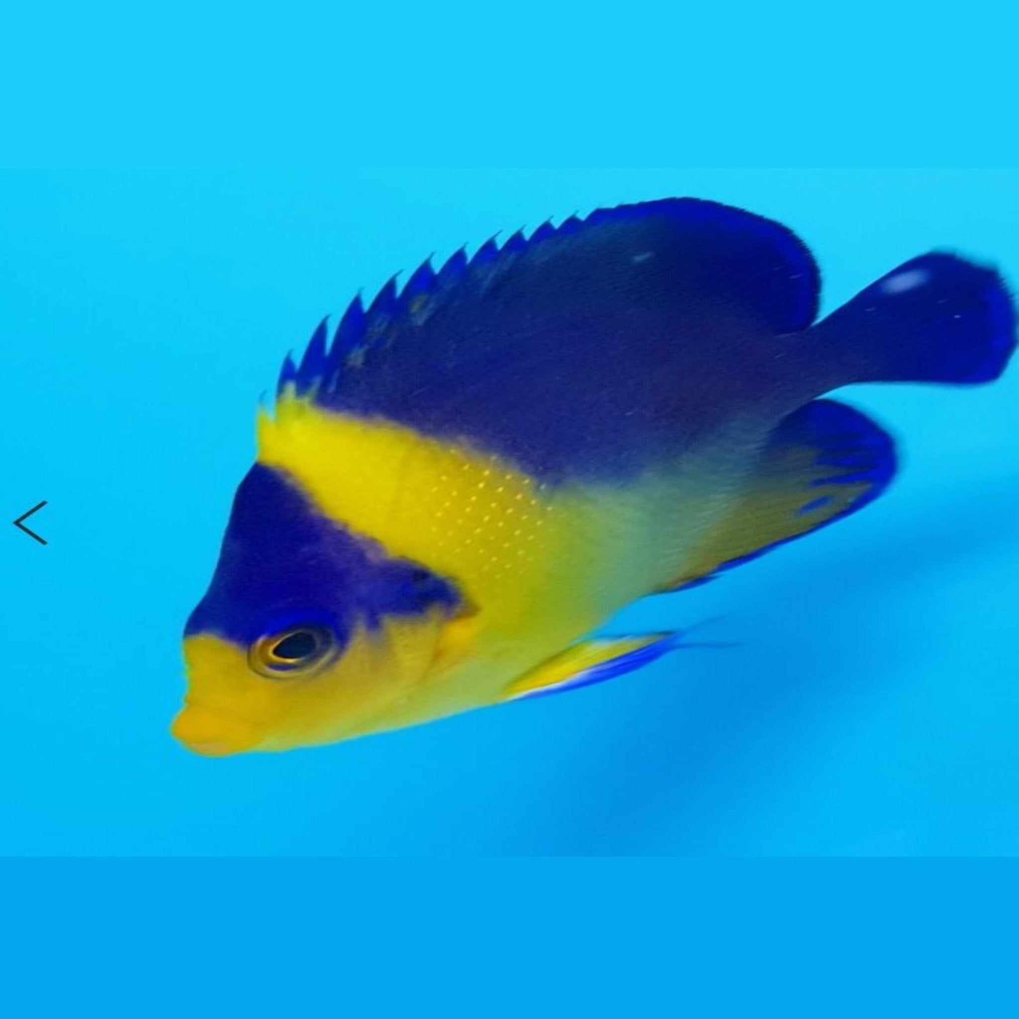Venustus Angel