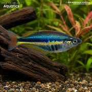 Wapoga Rainbowfish - Chilatherina alleni "Wapoga"