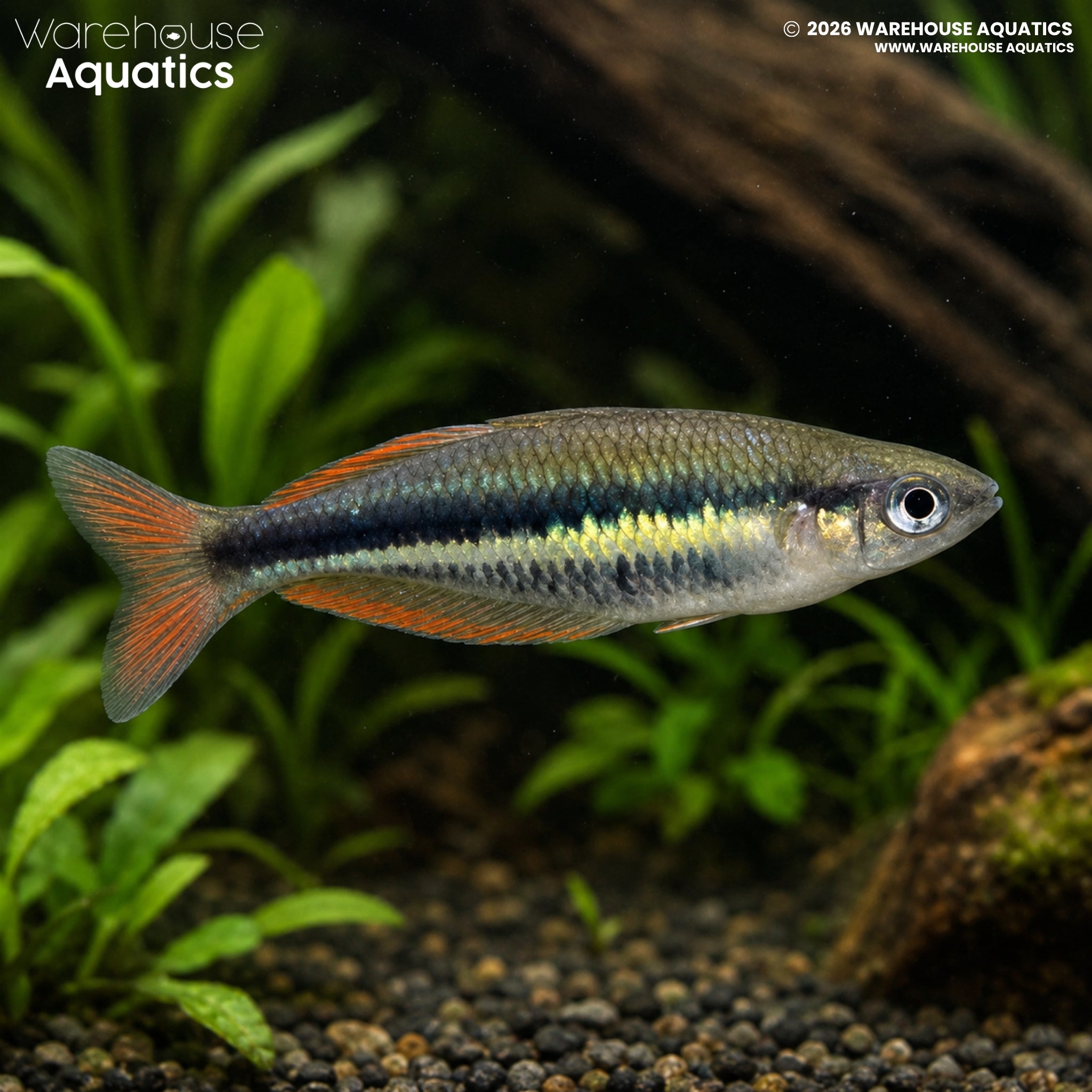 Wapoga Rainbowfish - Chilatherina alleni "Wapoga"