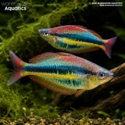 Wapoga Red Rainbowfish - Chilatherina Alleni