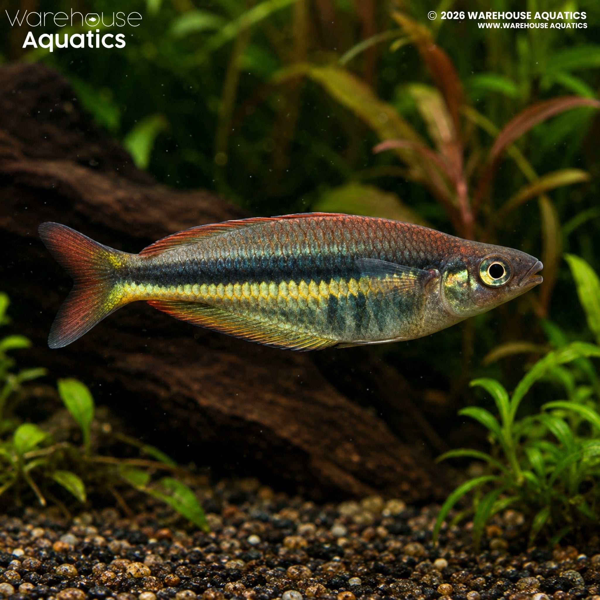 Wapoga Red Rainbowfish - Chilatherina Alleni