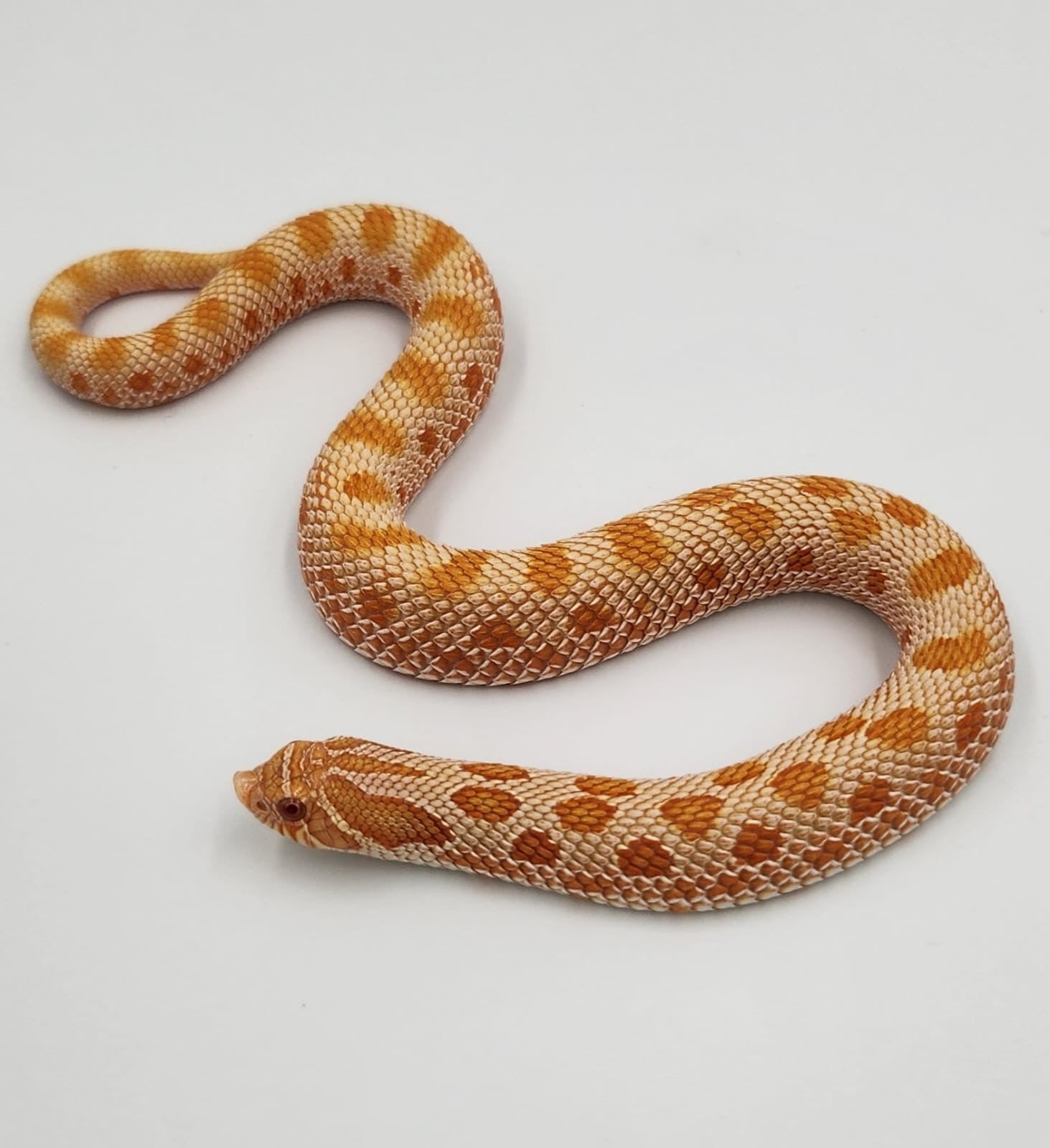 Albino Anaconda het Icestorm Western Hognose