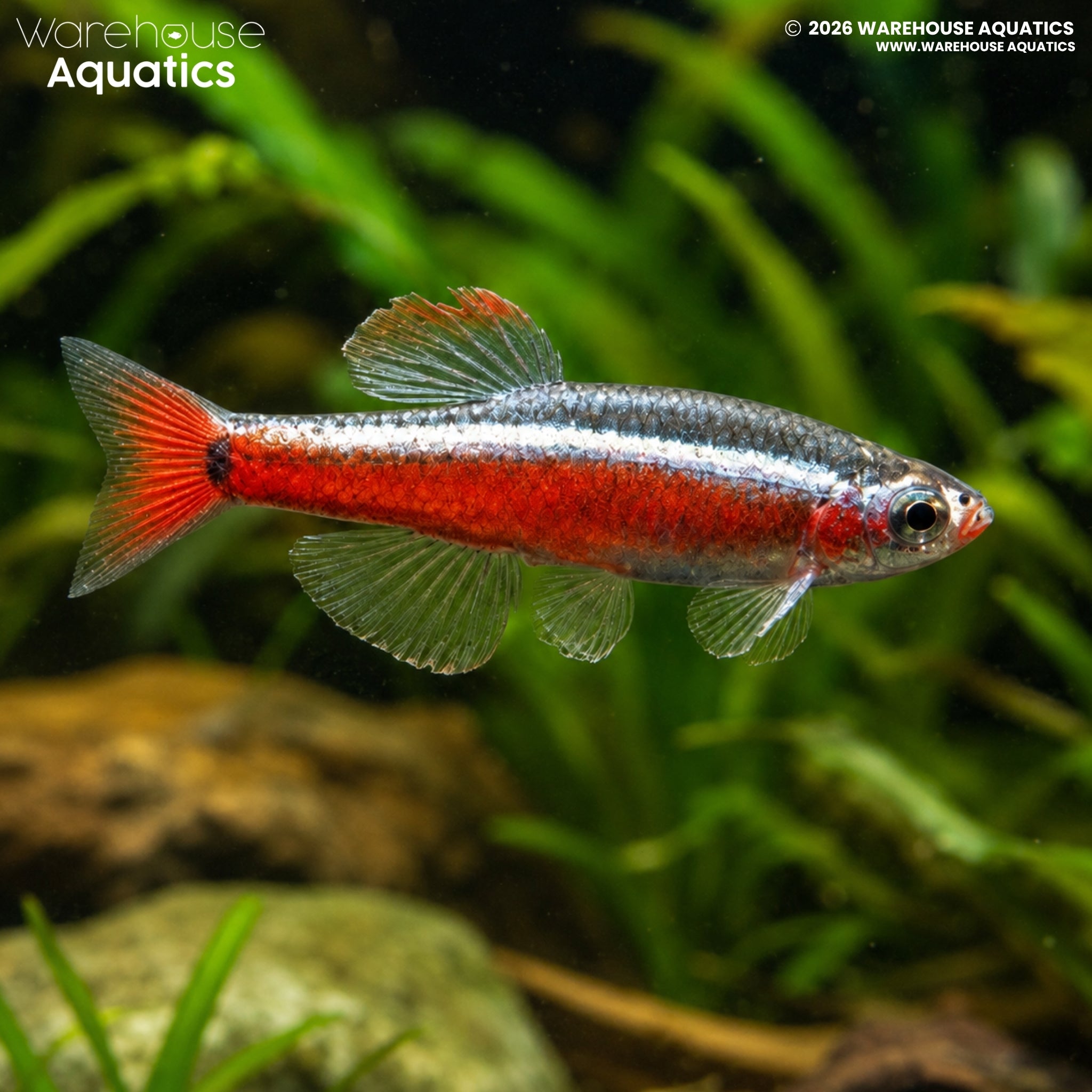 White Cloud Mountain Minnow - Tanichthys albonubes
