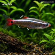 White Cloud Mountain Minnow - Tanichthys albonubes