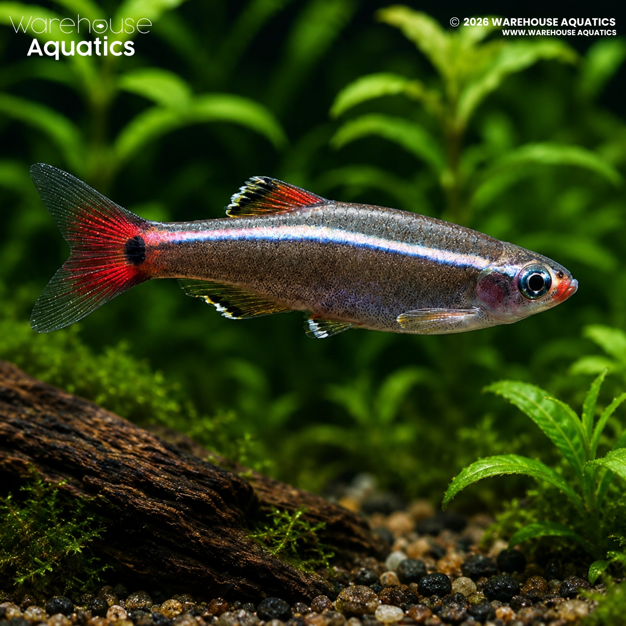 White Cloud Mountain Minnow - Tanichthys albonubes